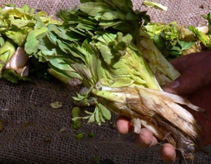کرفس کوهی
